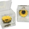 Cubo Girasole Stabilizzato 6cm - Girasole eterno vero in plexiglass Made in Italy - RoseForLife.com