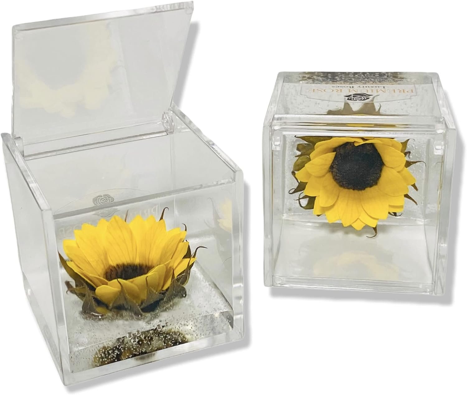 Cubo Girasole Stabilizzato 6cm - Girasole eterno vero in plexiglass Made in Italy - RoseForLife.com